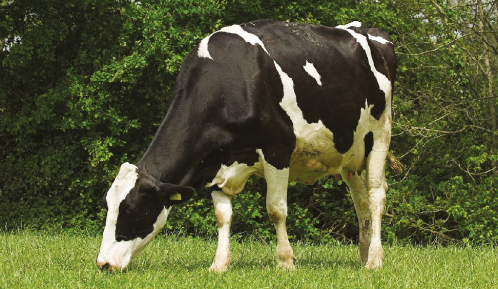On farm molasses grid
